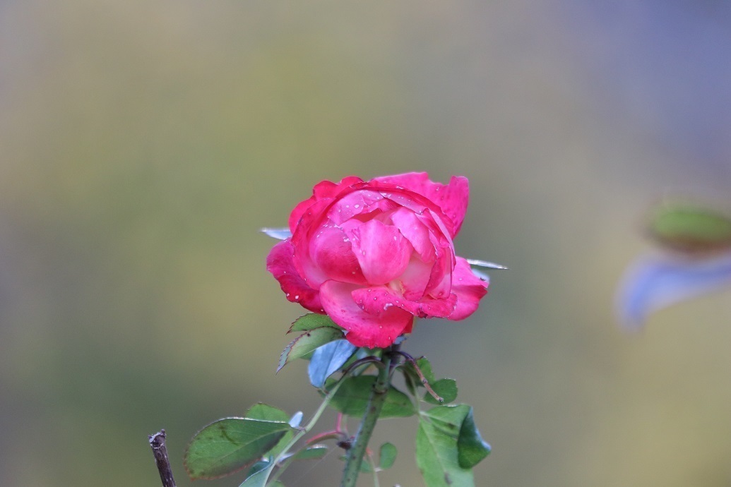 冬薔薇 ふゆそうび 長良の落陽